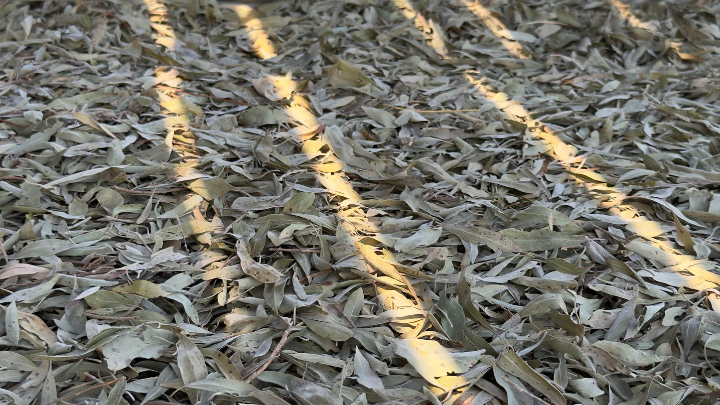 Jilungin Bush Tea