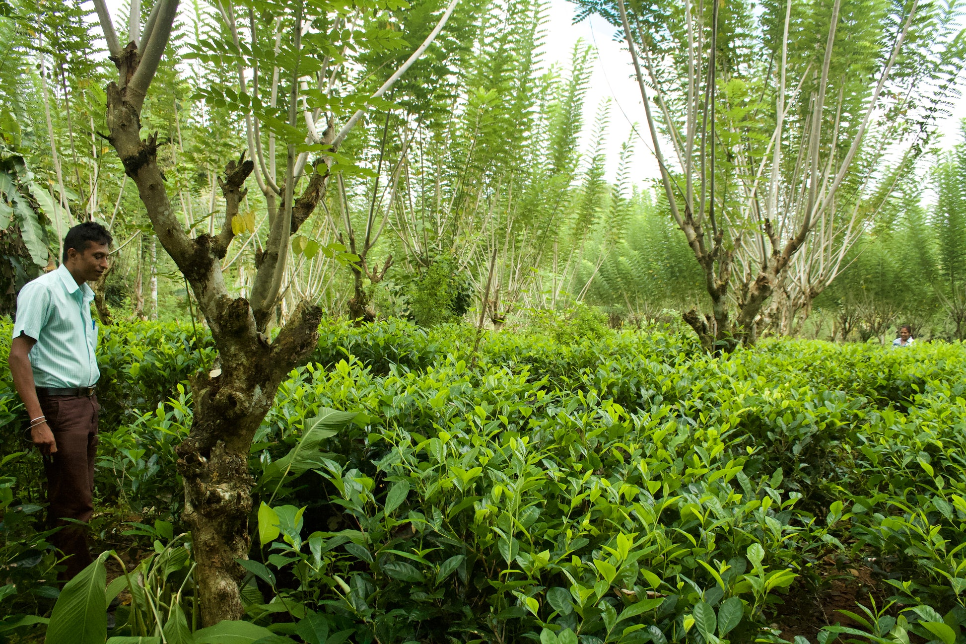 nandana-tea-factory-education-officer