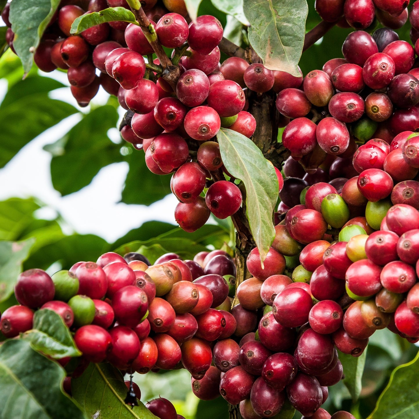 Coffee cherry