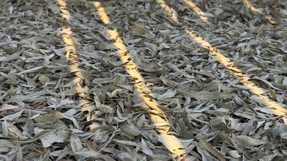 Jilungin Bush Tea