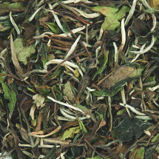 white-tea-pai-mu-tan